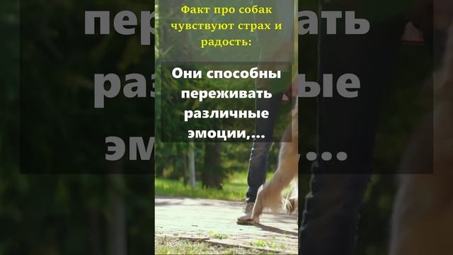 про страх и радость - факты про собак