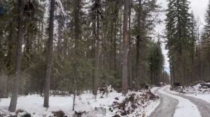 Окунайский Иркутская область. Дорога в лесу.