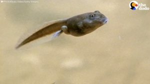 This Is How a Tadpole Transforms Into A Frog | The Dodo