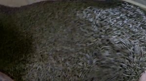 Самодельный гранулятор 300 мм делаю гранулу 3.5 мм