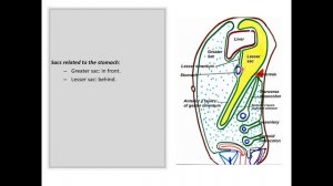 Stomach (Nutrition & GIT 5) (Digestive 11 PPT)