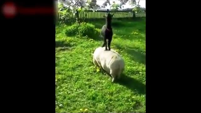 Видео Подборка Приколов  с Животными 2  Кошки,Собаки  Смешные Животные youtube Смотреть смешные вид смотреть онлайн