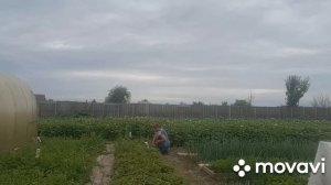 Собираю ягоды.