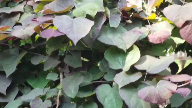 CERCIS CANADENSIS 'RUBY FALLS' EASTERN REDBUD DECIDUOUS TREE смотреть онлайн