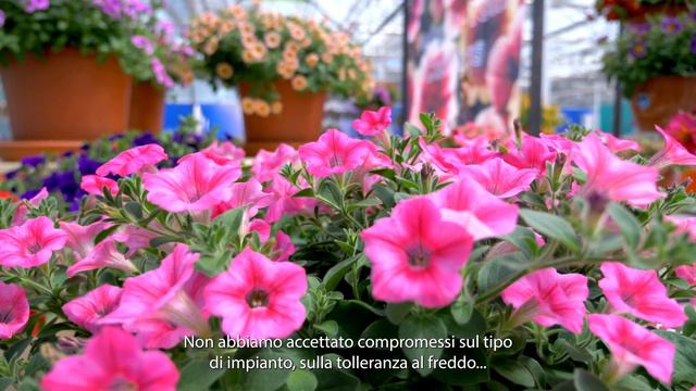 Petunia Dekko (it) - Syngenta Flowers смотреть онлайн