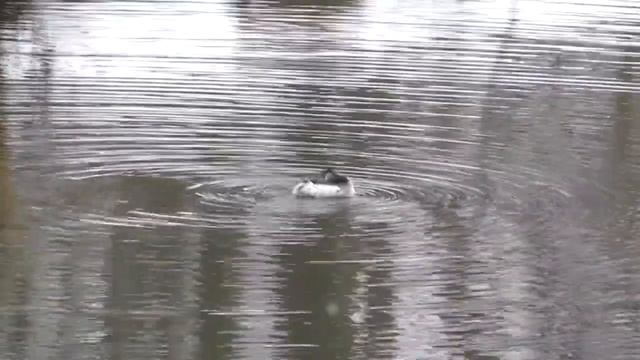 Черношейная поганка – Podiceps nigricollis смотреть онлайн