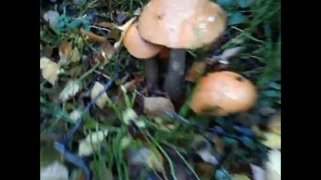 В этот лес приезжают за грибами на грузовиках. Владимирская область. смотреть онлайн