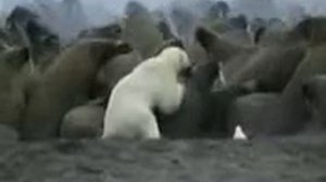 Белый медведь vs моржи