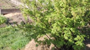 ПАУТИНА на СМОРОДИНЕ!? Это крыжовниковая огнёвка!!!