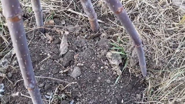 Посадили липу смотреть онлайн