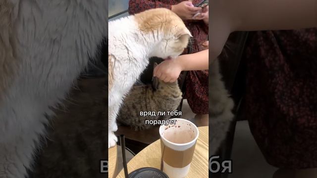 Котокафе? НЕ советую. #корея #catcafe #pets #cat #котокафе #разоблачение смотреть онлайн
