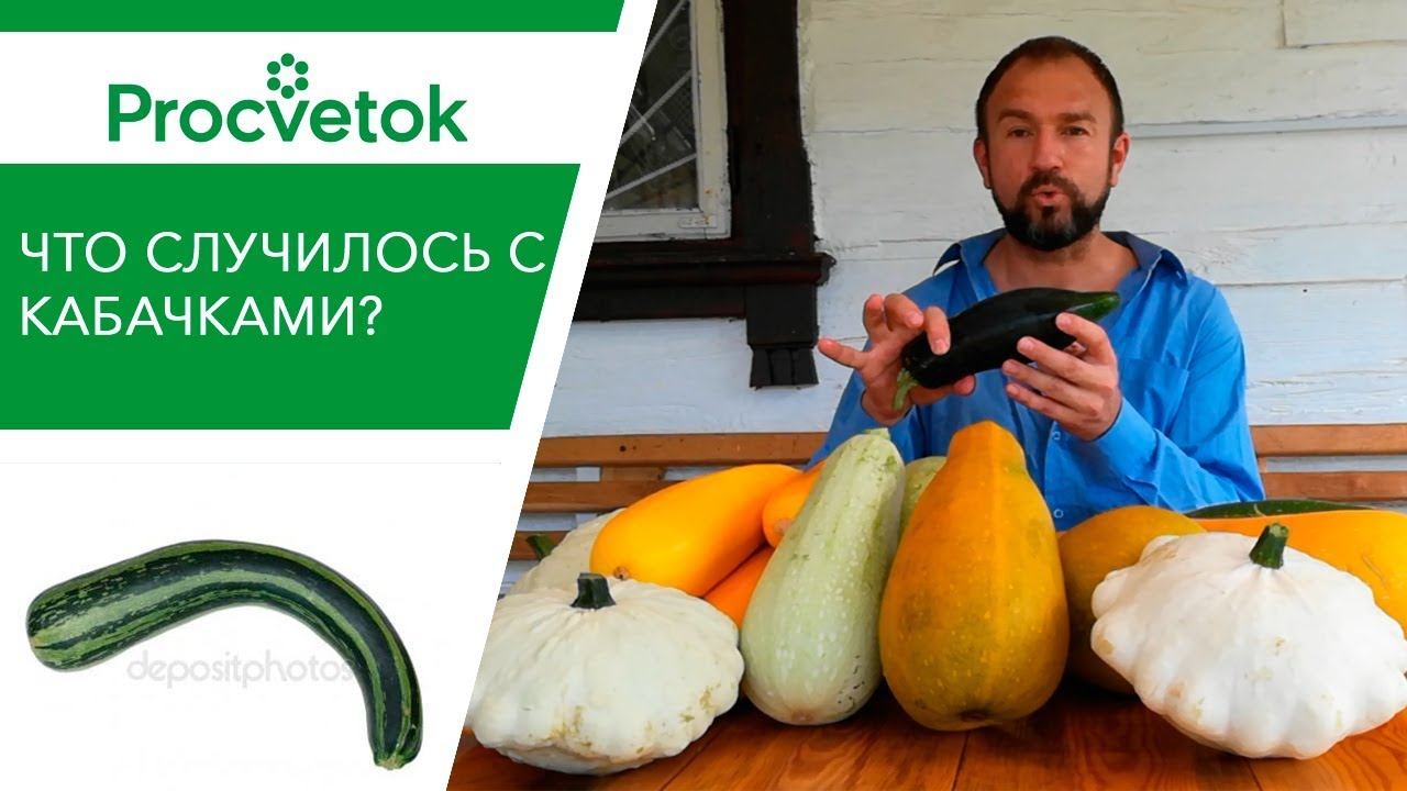 Почему КАБАЧОК ГНИЛОЙ и КРИВОЙ? Проблемы плодов.