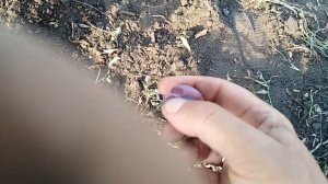 Слива Чемальская черная