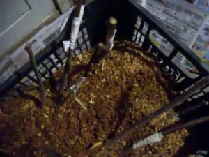 Зимняя прививка ВИШНИ, ЧЕРЕШНИ И ГРУШИ