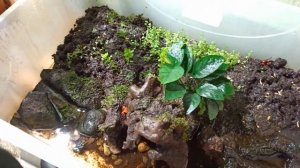 Красный дьявол...