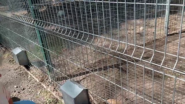 В зоопарке агроусадьбы «Кони-пони». Часть 1