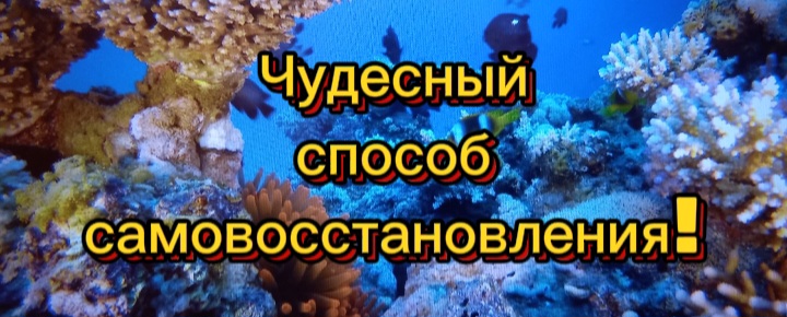 Чудесный механизм самовосстановления!