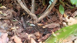 Рододендрон Катевбинский Грандифлорум ? 2 лето в нашем саду ? Rhododendron Catawbiense Grandiflorum