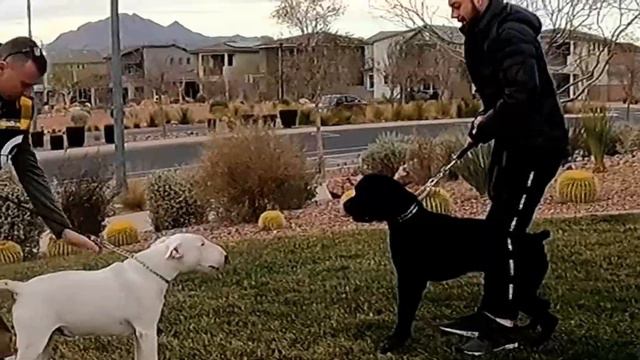 Bull Terrier VS Cane Corso. First meeting. Бультерьер против Кане-корсо. Первое знакомство