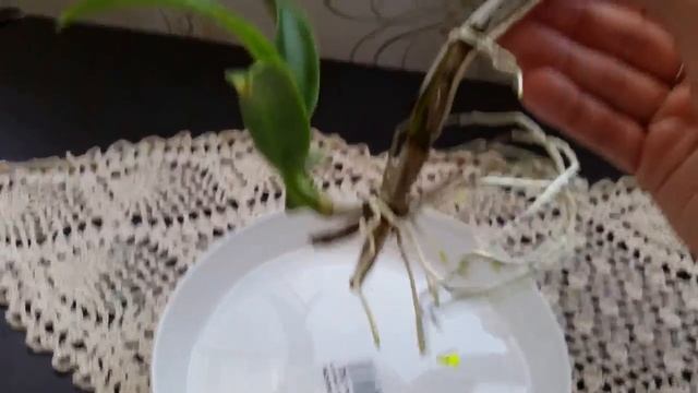 Мои новые орхидеи из Пуэрто-Рико / My new orchids from Puerto Rico, USA смотреть онлайн