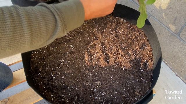 How to Grow Swiss Chard from Seed in Containers and Garden Beds | Easy Planting Guide смотреть онлайн
