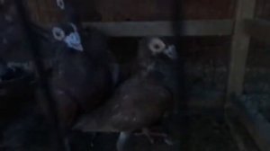 голуби драконы красные г.Исилькуль