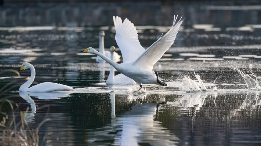 Живое «Лебединое озеро» образовалось на Алтае из-за слета птиц