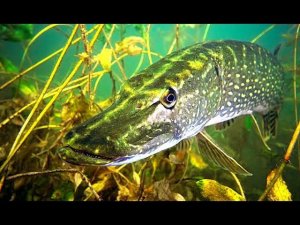 Рыбалка на щуку в зарослях камыша. Разведка по щучьим местам. Приключение выходного дня.