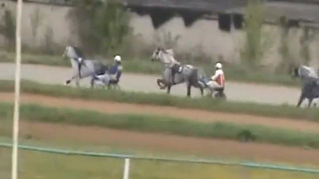 рысаки ст.возраста орл.породы смотреть онлайн