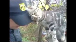 кот бодается)))