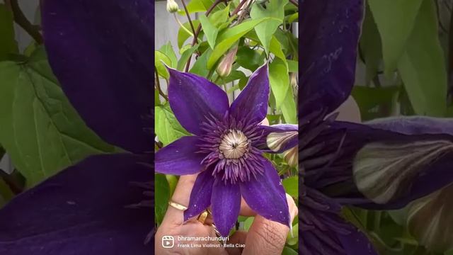 #clematis #perennialgarden #perennialplants #naturelovers #menards