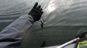 Надубасил щучек на раритетный джерк.