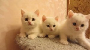 шотландские котята  Белые котики страйтики