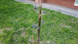 Как правильно обрезать Павловнию