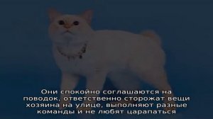 Породы кошек с коротким хвостом