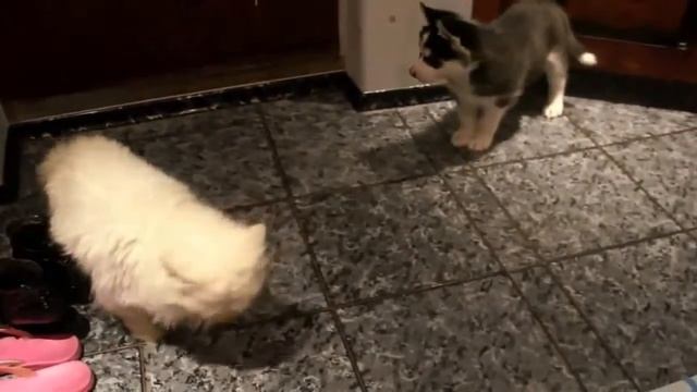 Щенок хаски и кот смотреть онлайн