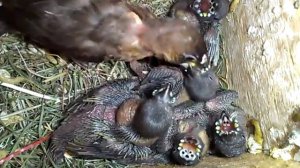 Птенцы гульдовых амадин. 15 дней