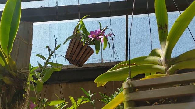 Cattleya Nobilior - Julho Florido! смотреть онлайн