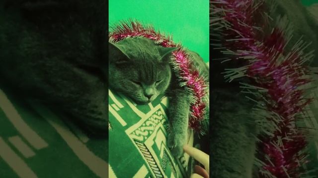 Кот устал ждать нового года!