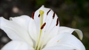 Белая лилия. Цветок белой лилии в середине лета