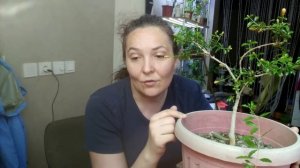 Комнатный гранат - выращивание на подоконнике .