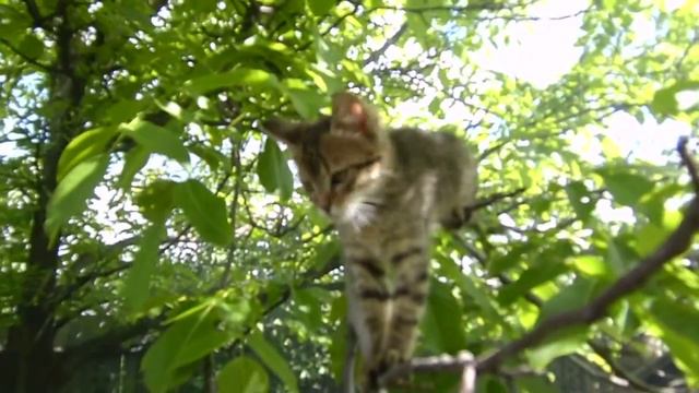 Трусливый котенок смотреть онлайн