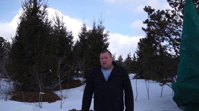 Всё о крупномерах. От выращивания до посадки на участке!