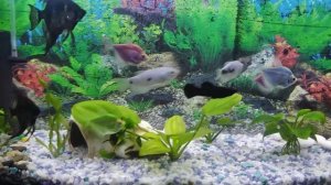 Добавил в аквариум морские камни