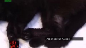 Дети   живодеры