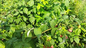 Обзор: Малиновая Гряда, Самохвал, Джоан Джи, Карамелька, Энросадира, Марастар, Жозефина, Нантахала.