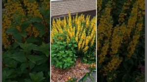 вербейник точечный -  эффектный и неприхотливый многолетник.