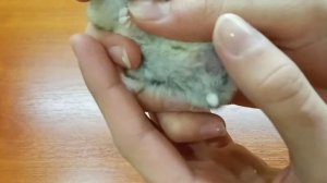 Джунгарские хомячки. Как отличить мальчика от девочки