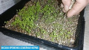 Пикировка табака, рассада табака слабая!/Dive tobacco, tobacco seedlings weak!