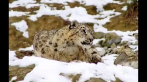 Снежный барс,или ирбис...Ирбис внесен в Красную книгу